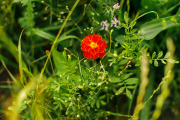 Tagetes erecta in wild countryside garden. Blooming marigolds wildflowers in sunny summer meadow. Biodiversity and landscaping garden flower beds