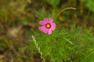 Beautiful cosmos flower in wild countryside garden. Blooming cosmos wildflowers in sunny summer meadow. Biodiversity and landscaping garden flower beds. Summer banner