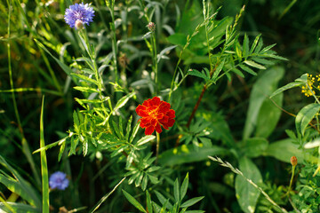 Tagetes erecta in wild countryside garden. Blooming marigolds wildflowers in sunny summer meadow. Biodiversity and landscaping garden flower beds