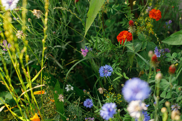 Wild flowers garden in countryside. Blooming wildflowers in summer meadow. Biodiversity and landscaping garden flower beds. Cornflowers, marigolds, grases, glebionis segetum, onobrychis