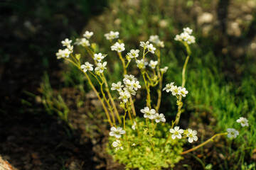 Saxifrage blooming with white flowers in countryside garden. Mossy saxifrage for rock gardens. Biodiversity and landscaping garden flower beds