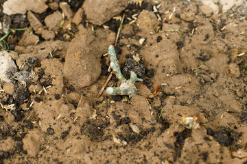 Stems of rose planted in soil. Planting english roses in countryside garden. Biodiversity and landscaping garden flower beds