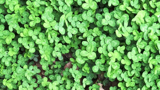 Green Clover after the rain. It's a nasty day. View from above
