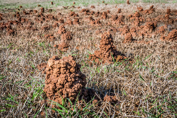 Crawfish holes in Louisiana