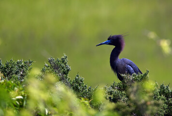 Little blue heron in the wild