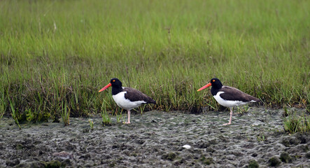 Pair of American Oystercatchers