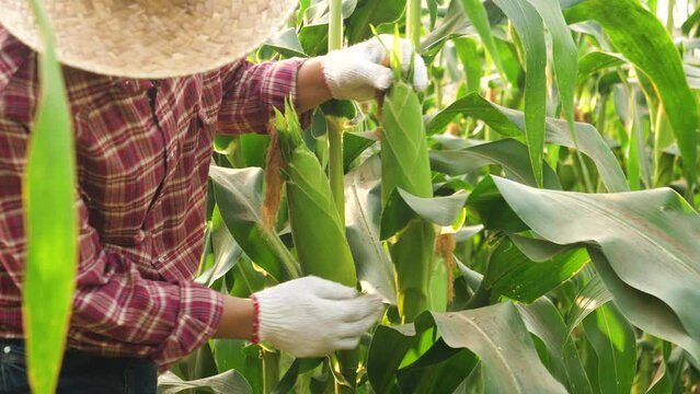 Young farmer woman checking corn quality at organic farm field. 4K