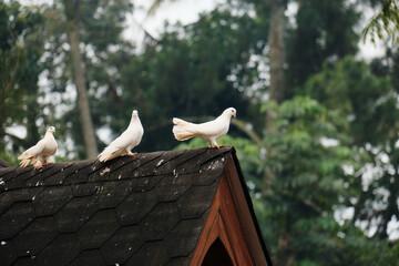 three birds on top of their cage