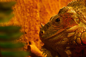 iguana's head on close up photo