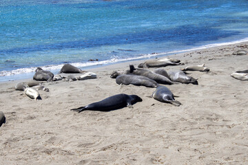 elephant seals laying on the beach