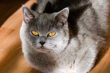 cute grey british short hair cat portrait