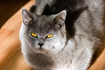 cute grey british short hair cat portrait