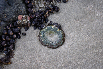 sea urchin on the beach