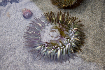 sea urchin on the beach