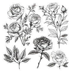 set of floral doodle with rose flower leaves and branch