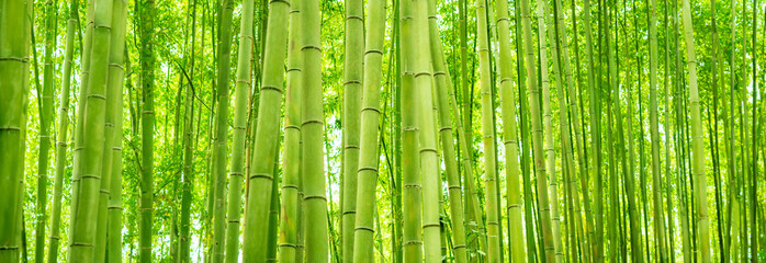 Green bamboo. Natural background of bamboo stalks.  Panorama of the thickets of the green forest.