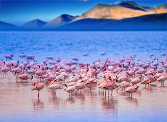 Africa. Kenya. Lake Nakuru. Flamingo. Flock of flamingos. The nature of Kenya. Birds of Africa.