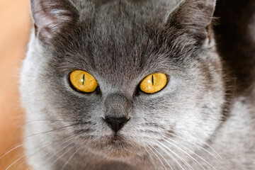 cute grey british short hair cat portrait