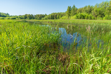 Lots of Green - Spring time in a marsh.  William L. Finley National Wildlife Refuge, Oregon