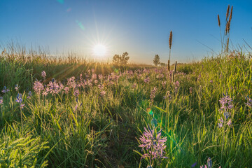 Wildflowers at sunrise. William L. Finley National Wildlife Refuge, Oregon