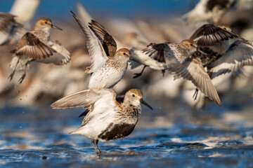 Liftoff! Dunlins (Calidris alpina) and Western Sandpipers (Calidris mauri) at Bottle Beach State Park, WA