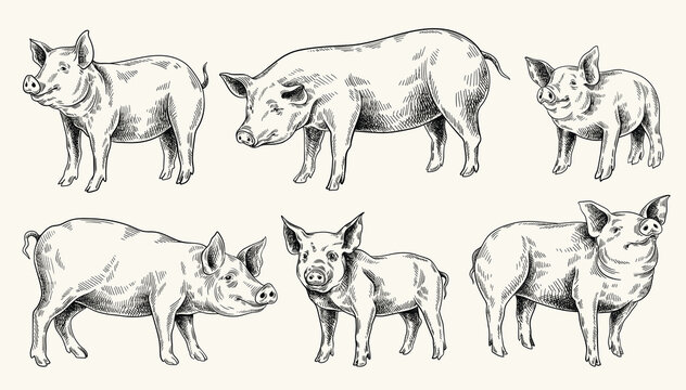 Pig and piglet set. Farm, village and pet stickers in hand drawn style. Animal for agriculture sketch. Mammals, pork, meat concept. Black and white flat vector collection isolated on white background