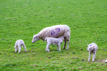 sheep: baby lambs in spring on green field with nursing mother ewe shot in Perthshire Scotland...
