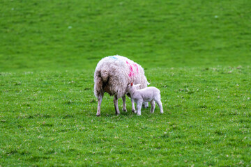 Obraz na płótnie Canvas sheep: baby lambs in spring on green field with nursing mother ewe shot in Perthshire Scotland month of May room for text