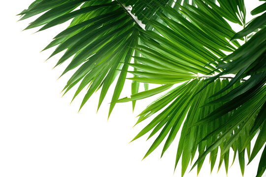 A picture of greenery, potentially palm foliage, with a clear background