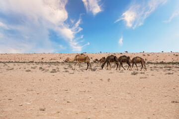 Fototapeta na wymiar Beautiful view of a camel in a desert