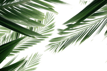 A photograph of verdant leaves, possibly palm fronds, on a transparent canvas