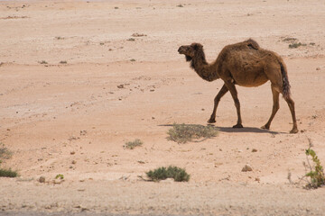 Beautiful view of a camel in a desert