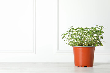 Fresh potted oregano near white wall. Space for text