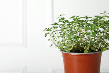 Fresh potted oregano near white wall, closeup. Space for text