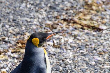 King penguin on Martillo island beach, Ushuaia