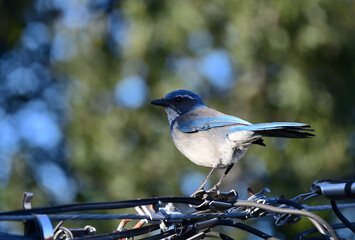 A California Scrub Jay on the Wire