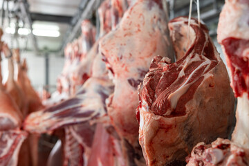 Lot of half cow chunks fresh hung and arranged in a row in a large fridge in the fridge meat industry