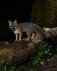 Naklejka na ściany i meble Clever Dude - Grey Fox (Urocyon cinereoargenteus) hunting at night.