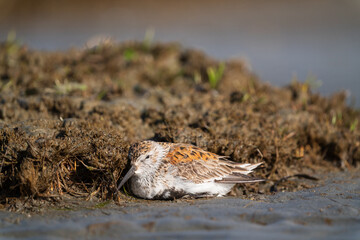 Sickness - A Dunlin (Calidris alpina) unable to move due to Avian Flu.