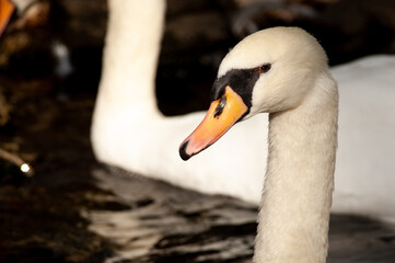 Beautiful Mute a graceful Swan swinning in a lake