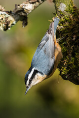 Hanging - Red-breasted Nuthatch (Sitta canadensis) often crawl down branches searching for food.