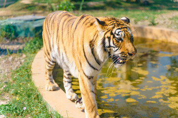 Fototapeta na wymiar manchurian tiger in the wildlife park