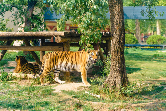 manchurian  tiger in the wildlife park