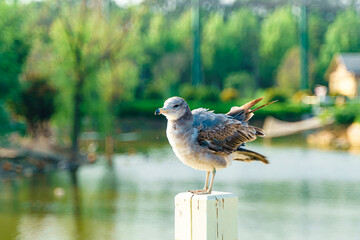 Close up of seagulls standing on the shore