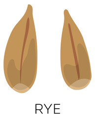 Rye grain icon. Raw fram agriculture seeds
