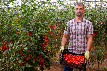 Farmer with box of ripe red cherry tomatoes in greenhouse
