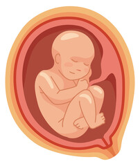 Fetal stage icon. Human child in uterus. Pregnancy symbol