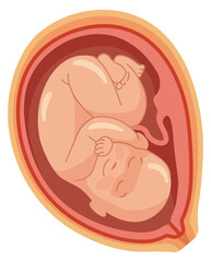 Baby in womb icon. Medical pregnancy illustration. Human uterus