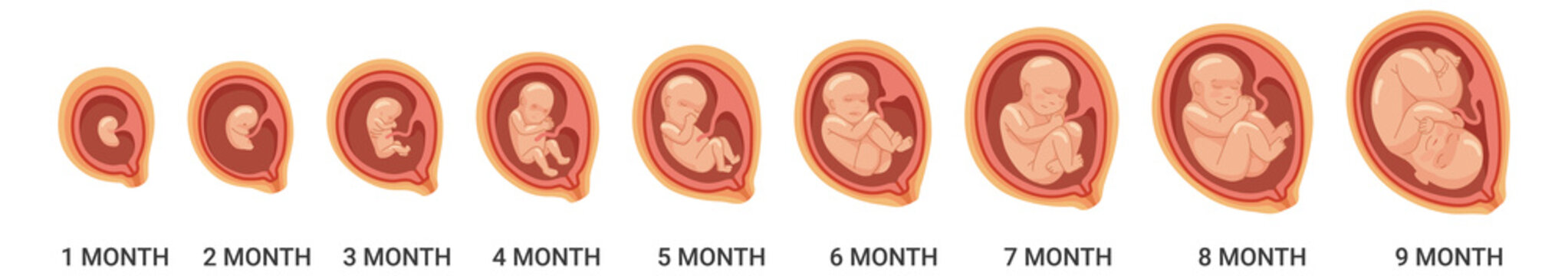 Fetal stages. Human embryo growth process. Pregnancy cartoon icon