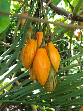 The tamarillo fruit (Solanum betaceum) hanging ripe in the branches among the bushes.